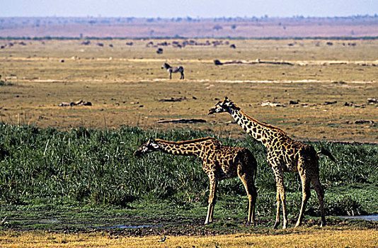 肯尼亚,安伯塞利国家公园,长颈鹿