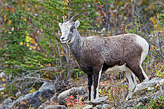 高山石羊,母羊,湖,省立公园,不列颠哥伦比亚省,加拿大