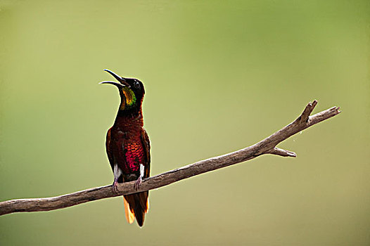 深红色,蜂鸟,河,雨林,圭亚那