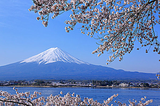 山,富士山,樱桃树