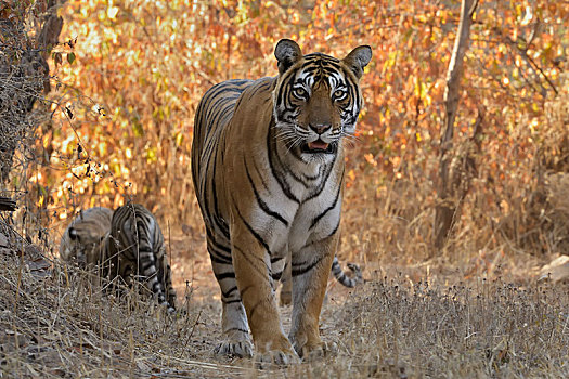 孟加拉虎,虎,幼兽,干燥,逆光,树林,拉贾斯坦邦,国家公园,印度,亚洲