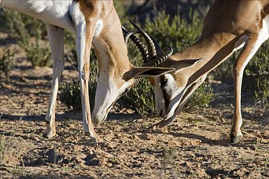 争斗,跳羚,卡拉哈迪大羚羊国家公园,博茨瓦纳,南非