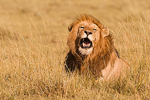 雄性,非洲狮,狮子,高草,马赛马拉国家保护区,肯尼亚,非洲