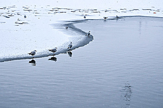 海河里的海鸥