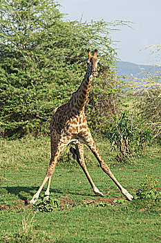 马萨伊,长颈鹿,曼雅拉湖国家公园,坦桑尼亚,非洲