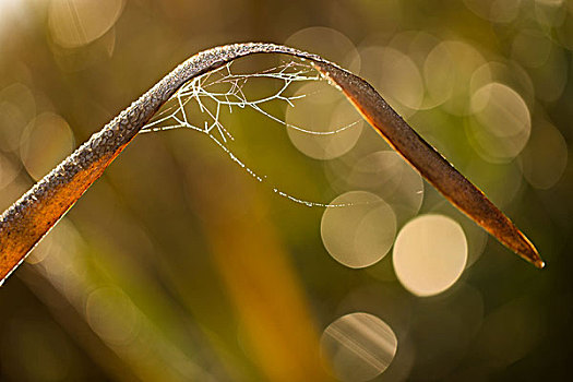 光泽,蜘蛛网,露珠,芦苇,自然,背景
