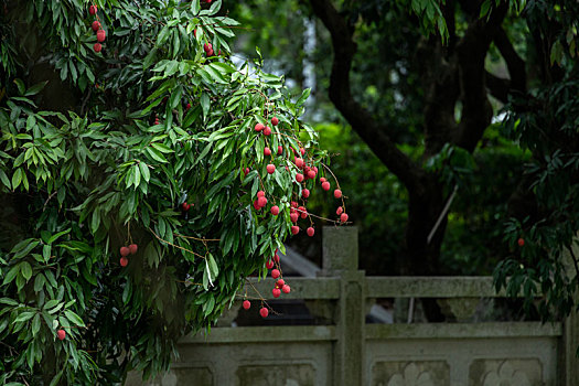 ripe,lychee,fruits,on,tree,in,the,plantation