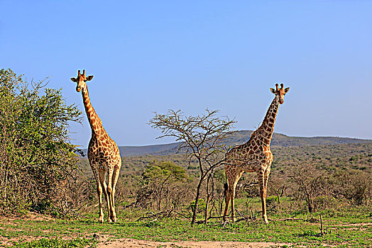 长颈鹿,成年,一对,觅食,国家公园,纳塔耳,南非,非洲