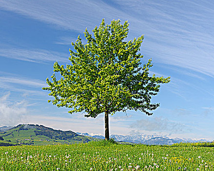 树,下奥地利州,奥地利