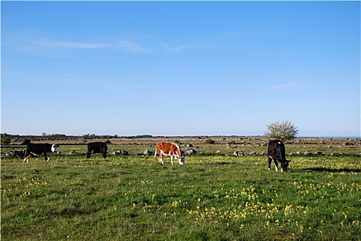 牛,风景