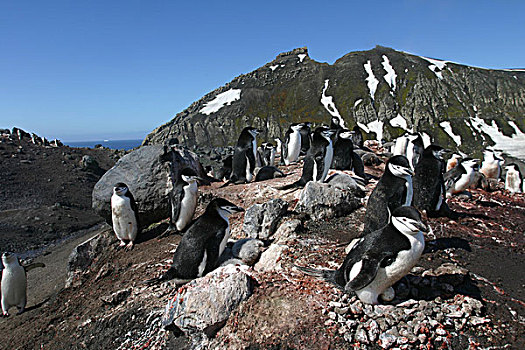 南极,欺骗岛,帽带企鹅,南极企鹅,鸟窝,巨大,栖息地,靠近,下午,太阳