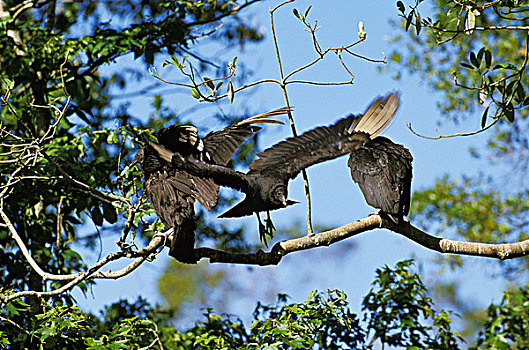 黑美洲鹫,成年,站立,枝条,委内瑞拉