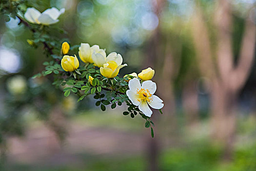 森林花园二月兰黄蔷薇