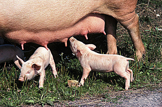 大,白色,猪,小猪,吸吮,母猪