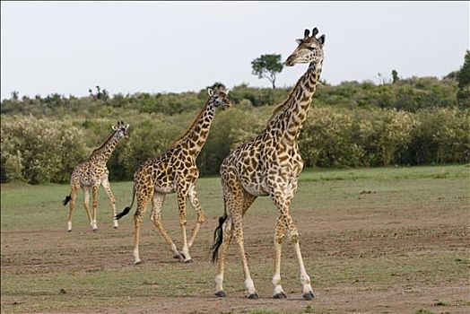 三个,马萨伊,长颈鹿,马赛长颈鹿,肯尼亚,非洲
