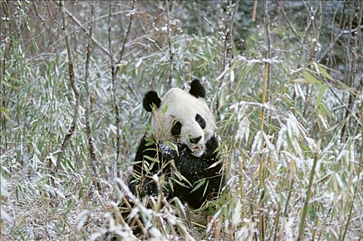 大熊猫,卧龙,喜马拉雅山,中国