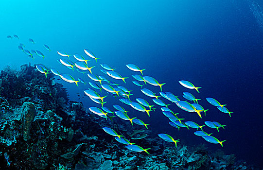 鱼群,西里伯斯海,苏拉威西岛,印度尼西亚
