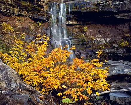 秋天,瀑布,树林,保存,纽约