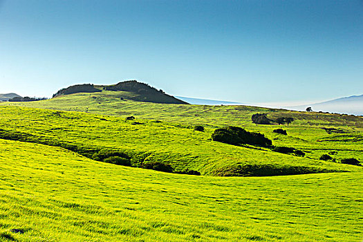 绿色,草,北方,柯哈拉,山腰,夏威夷大岛,夏威夷