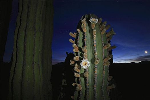 武伦柱,仙人掌,日出,埃尔比斯开诺生物圈保护区,墨西哥