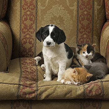 小狗,小猫,坐,椅子
