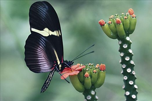 蝴蝶,收集,花粉,花,藤,雾林,哥斯达黎加