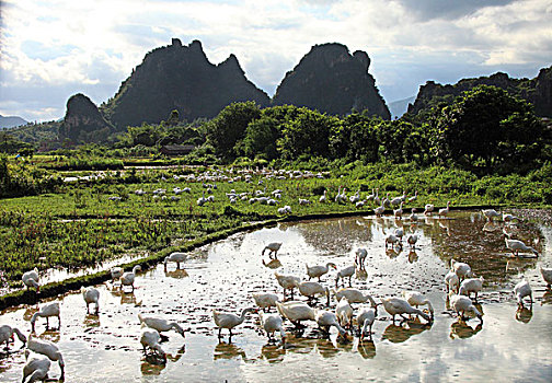 阳江,阳春市