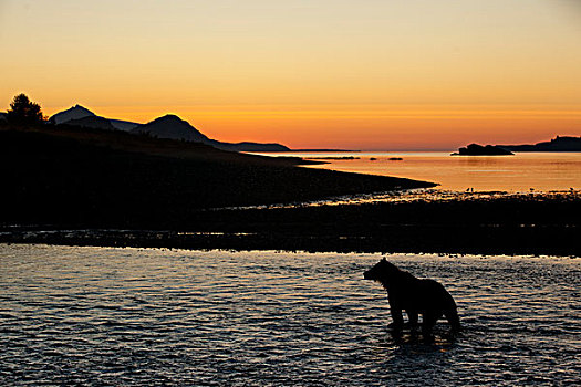 大灰熊,坐,紧张,三文鱼,河流,湾,日出,卡特麦国家公园,保存,西南方,阿拉斯加,夏天