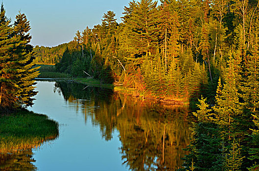 加拿大,安大略省,湖,木头,日落,水上,芦苇,画廊