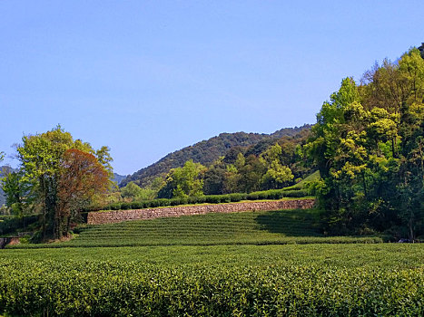 茶园,风景,绿茶,基地,旅游,踏青