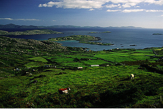 俯视,风景,母牛,地点,爱尔兰