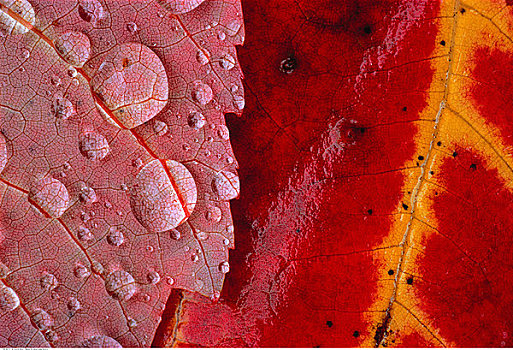 小水滴,秋叶,魁北克,加拿大