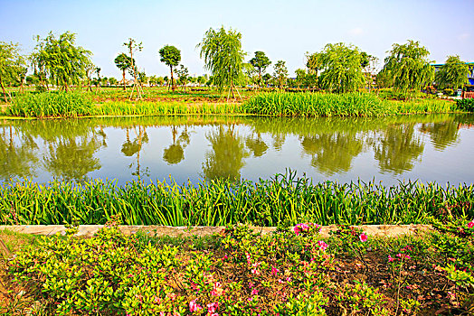 水草,绿化,水畔,水岸,道路,柳树