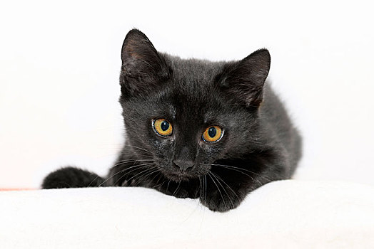 黑色,小猫,5个月