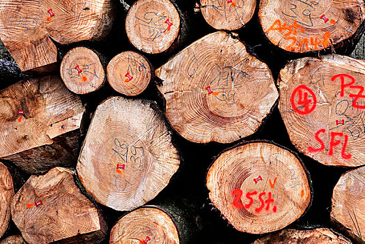 林业,一堆,树干,标记,萨尔州,德国