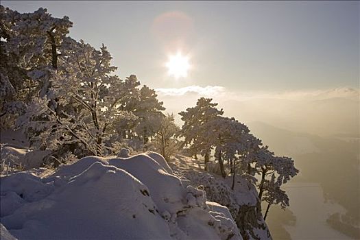 积雪,松树,山,下奥地利州