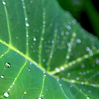 叶子,雨,背景,壁纸