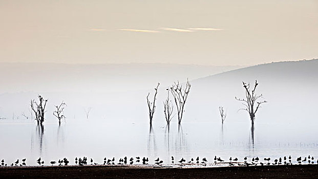 纳库鲁湖,裂谷,肯尼亚