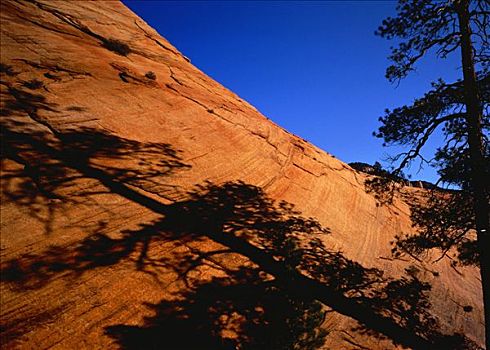 树,影子,岩石,风景,锡安国家公园,犹他,美国