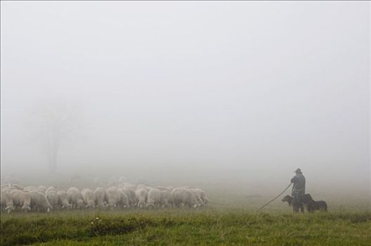 牧羊人,两个,牧羊犬,看,牧群,绵羊,放牧,薄雾,黑森州,德国