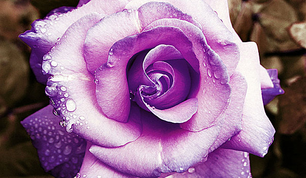 玫瑰花瓣,特写,紫色