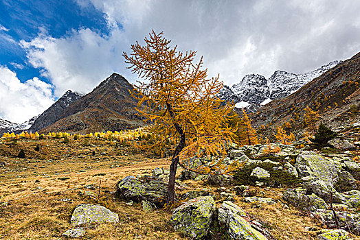 意大利,伦巴第,秋日风光,山谷,背景,顶峰