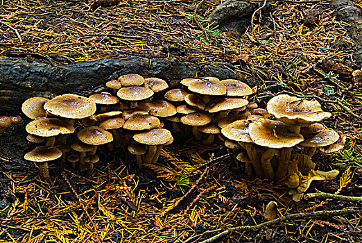 蘑菇,生长,半岛,靠近,维多利亚,温哥华岛,不列颠哥伦比亚省,加拿大