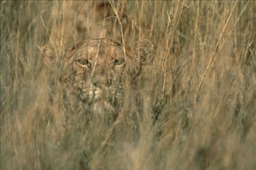 非洲狮,狮子,雌性,保护色,高草,塞伦盖蒂国家公园,坦桑尼亚