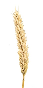 特写,小麦,谷类作物