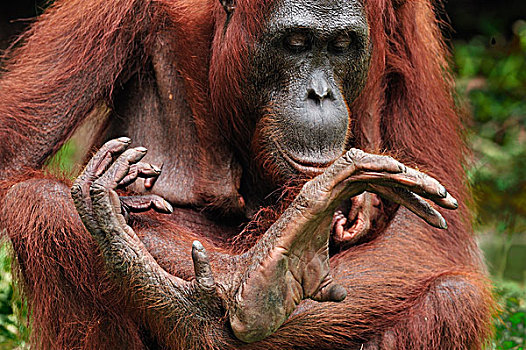 猩猩,黑猩猩,女性,看,脚,露营,檀中埠廷国立公园,婆罗洲,印度尼西亚