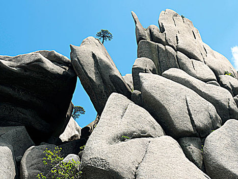 黄山天都峰山峰和松树