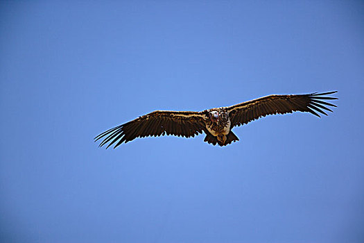 努比亚秃鹫,飞行,肉垂秃鹫,桑布鲁野生动物保护区,肯尼亚