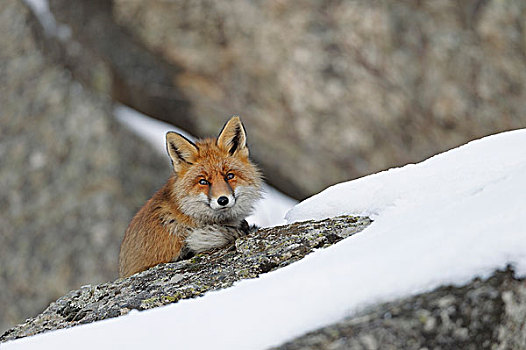 红狐,狐属,冬天,大帕拉迪索国家公园,意大利