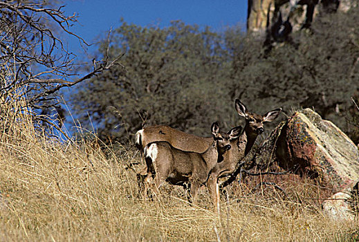 美国,加利福尼亚,长耳鹿,母鹿,鹿,美洲杉,国王峡谷,国家公园
